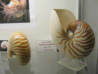 Nautilus
                          pompilius in Braun und Weiss