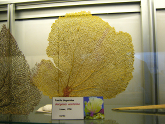 Coral Gorgonia ventalina