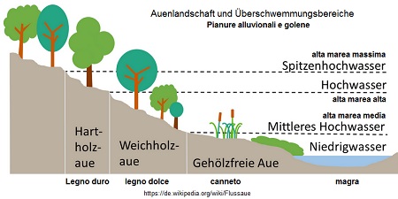 Schema del paesaggio alluvionale con canneti,
                alberi con legno duro e alberi con legno tenero