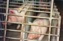 Tierfabrik mit Schweinen im
                              Gitter