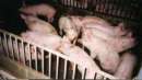 Tierfabrik mit Schweinen in Gruppen
