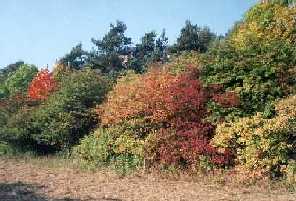 Wald mit buntem Waldrand im Herbst