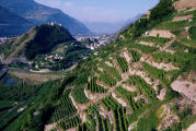 Weinterrasse im Wallis, wo frher
                              sonniger Wald gewachsen ist