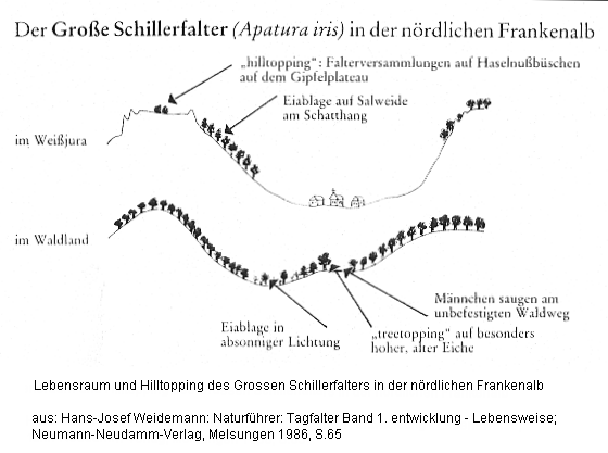 Schmetterlinge: Hilltopping
                  Grosser Schillerfalter (Apatura iris), Frankenalb