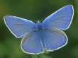 Gemeiner
                      Bluling, Hauhechelbluling Mnnchen ; Polyommatus
                      icarus