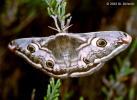 Nachtpfauenauge Weibchen ;
                      eudia pavonia