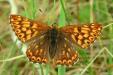 Schlsselblumen-Wrfelfalter Weibchen ,
                        Schlsselblumen-Schmetterling ; hamearis lucina