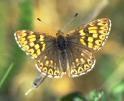 Schlsselblumen-Wrfelfalter ,
                        Schlsselblumen-Schmetterling Mnnchen ;
                        hamearis lucina