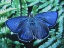 Blauer Eichenzhipfelfalter Mnnchen ;
                        quercusia quercus