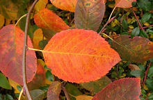 Felsenbirne
                    : orange Herbstfarbe