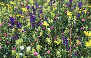 Pro Natura: Magerwiese mit Blumen der
            Magerwiese
