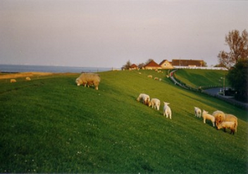 Grasstreifen am Deich mit Schafen, Beispiel
              Fedderwardersiel, Halbinsel Butjadingen bei Bremerhaven