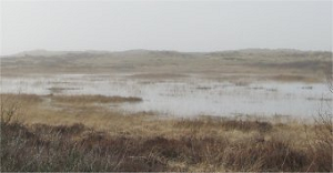 Sumpfheide auf Rm, Dnemark