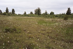 Kleinseggenried bei g Pank, Estland