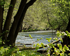 Der Fluss Birs
              im Laufental: viele luftfeucht-sonnige Stellen