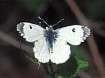 Schmetterlinge: Aurorafalter
                                  weiblich