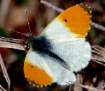 Schmetterlinge: Aurorafalter weiblich