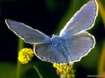 Schmetterlinge: Heller
                                    Alpenbluling mnnlich