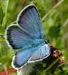 Schmetterlinge: Argus-Bluling
                                    mnnlich