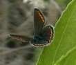 Schmetterlinge: Argus-Bluling
                                    weiblich