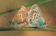 Schmetterlinge: Argus-Bluling
                                    Unterseiten mnnlich und weiblich