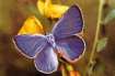 Schmetterlinge:
                Blasenstrauch-Bluling mnnlich