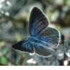 Schmetterlinge:
                                    Blasenstrauch-Bluling weiblich