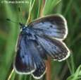 Schmetterlinge:
                                    Enzian-Ameisenbluling weiblich