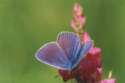 Schmetterlinge:
                                    Esparsetten-Bluling, mnnlich