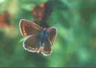 Schmetterlinge:
                                    Esparsetten-Bluling, weiblich