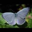 Schmetterlinge:
                                    Faulbaum-Bluling mnnlich
