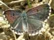 Schmetterlinge:
                                    Fetthennen-Bluling, weiblich