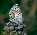 Schmetterlinge:
                                    Fetthennen-Bluling, Unterseite