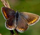 Schmetterlinge: Gemeiner
                                    Bluling weiblich