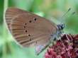 Schmetterlinge: Wiesenknopf auf
                                    Wiesenknopf