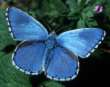 Schmetterlinge: Himmelblauer
                                    Bluling mnnlich