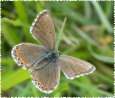 Schmetterlinge: Himmelblauer
                                    Bluling weiblich