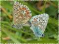 Schmetterlinge: Himmelblauer
                                    Bluling, Unterseiten weiblich und
                                    mnnlich