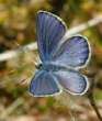Schmetterlinge:
                                    Hochmoor-Bluling mnnlich