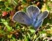 Schmetterlinge:
                                    Hochmoor-Bluling weiblich