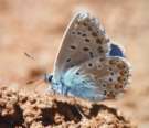 Schmetterlinge: Hylas-Bluling
                                    saugt an nasser Erde, Unterseite