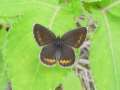 Schmetterlinge:
                                    Kronwicken-Bluling weiblich