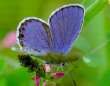 Schmetterlinge:
                                    Kronwicken-Bluling mnnlich