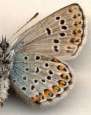 Schmetterlinge:
                                    Kronwicken-Bluling Unterseite
                                    mnnlich
