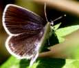 Schmetterlinge: Kurzschwnziger
                                    Bluling weiblich