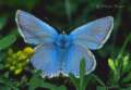 Schmetterlinge:
                                    Meleager-Bluling mnnlich