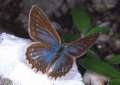 Schmetterlinge:
                                    Meleager-Bluling weiblich