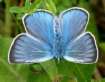 Schmetterlinge: Prchtiger
                                    Bluling mnnlich