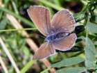 Schmetterlinge: Prchtiger
                                    Bluling weiblich