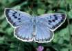 Schmetterlinge:
                                    Quendel-Ameisenbluling /
                                    Arion-Bluling mnnlich